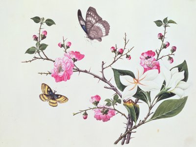 Japonica, Magnolia and Butterflies by Chinese School